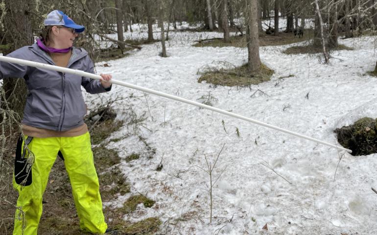 Leanne Bulger extends a plastic pipe into a hole in the ground possibly caused by thawing permafrost. Photo by Ned Rozell.