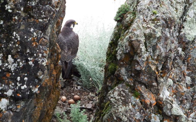 A peregrine falcon with eggs on a ledge on the upper Yukon River. Photo by Skip Ambrose.