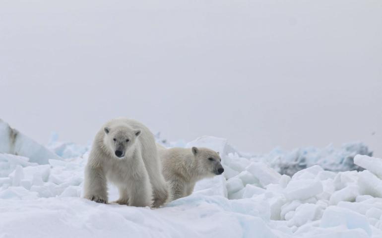 Polar bears hunt on the sea ice north of Utqiaġvik, the farthest-north community in the United States. Photo by Craig George.