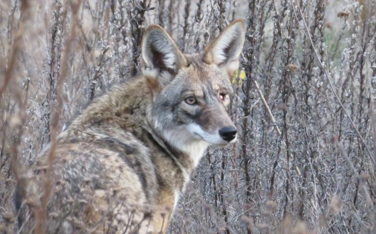 A coyote pauses on its way through the Presidio of San Francisco, a 2-square mile former military base that is now managed by workers for the National Park Service. Photo by Heather Liston.