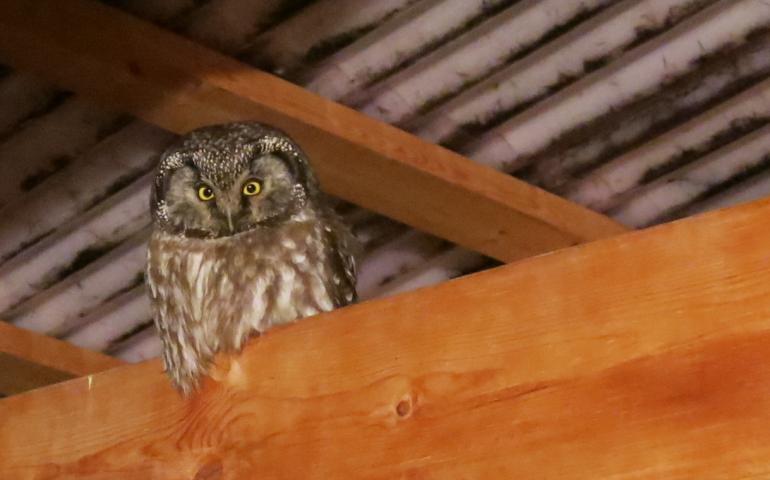 An adult boreal owl in late winter. Photo by Ned Rozell.
