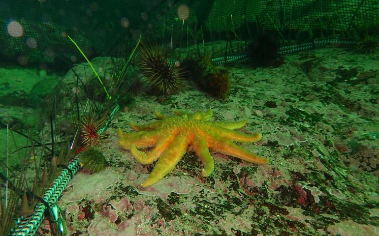 A sunflower sea star chases sea urchins that are prevented from escaping by a barrier installed by biologists offshore of Sitka. Photo by Sarah Gravem.