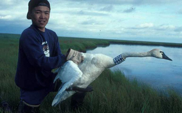  Gary Chayalkun, a student from Chevak, releases a Tundra Swan that is probably on its way back to Alaska now. Photo courtesy Craig Ely. 
