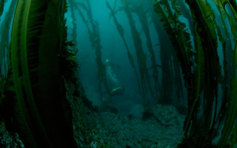 A mature kelp forest offshore of an Aleutian Island that resembles the offshore environment of Kasatochi Island prior to its August 2008 eruption. Photo by Shawn Harper.