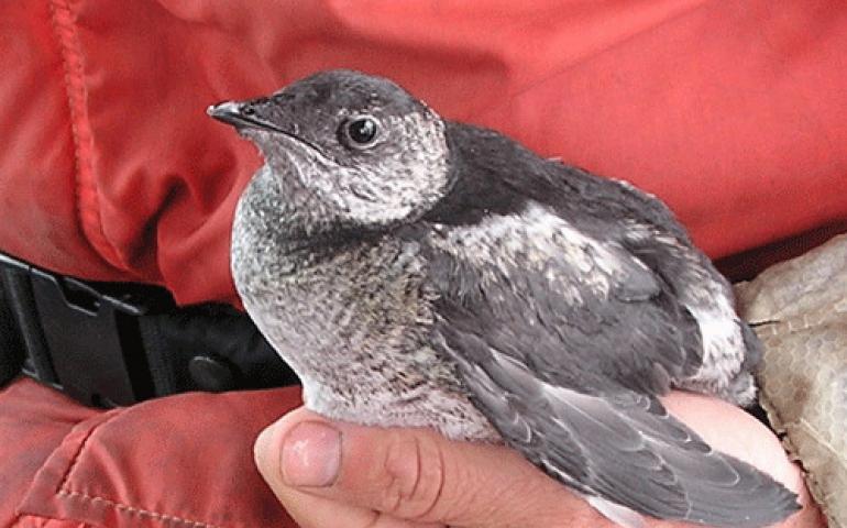  A juvenile Kittletz's murrelet, caught on the water of Kachemak Bay, Alaska. Photo by Alyson McNight, courtesy of U.S. Fish and Wildlife Service.