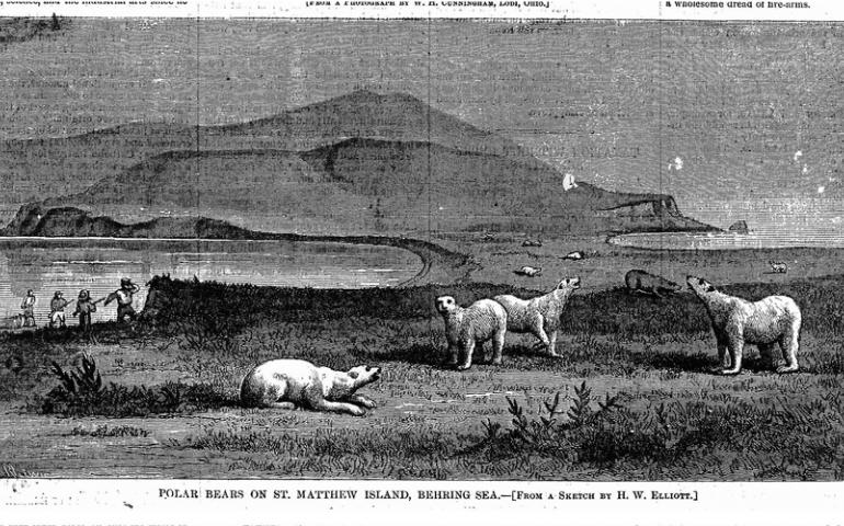  A drawing of polar bears on St. Matthew Island that appeared in Harper’s Weekly Journal of Civilization in 1875.