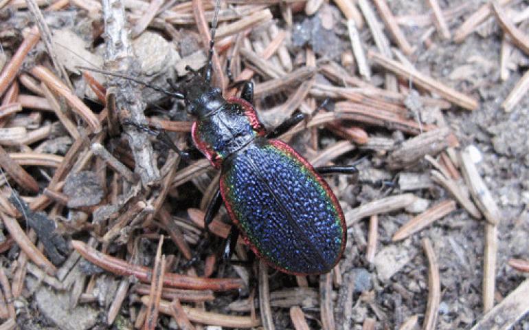  A beetle, species unknown, in a Fairbanks backyard. Photo by Ned Rozell. 
