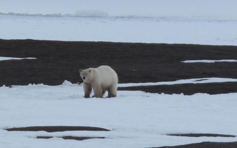  A polar bear near Barrow. Photo by Ned Rozell.