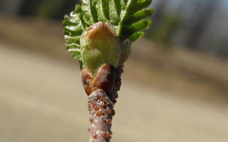  A paper birch in springtime featuring beads of bitter resin on the twig. Ned Rozell photo. 