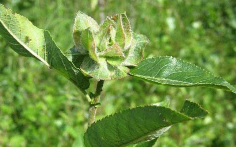  A willow rose, formed by an insect. Photo by Tommi Nyman, University of Eastern Finland 