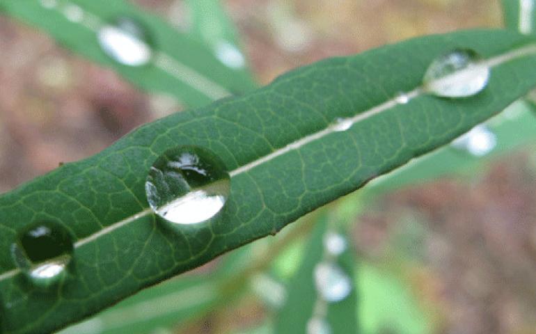 A raindrop at rest in the boreal forest. Photo by Ned Rozell.
