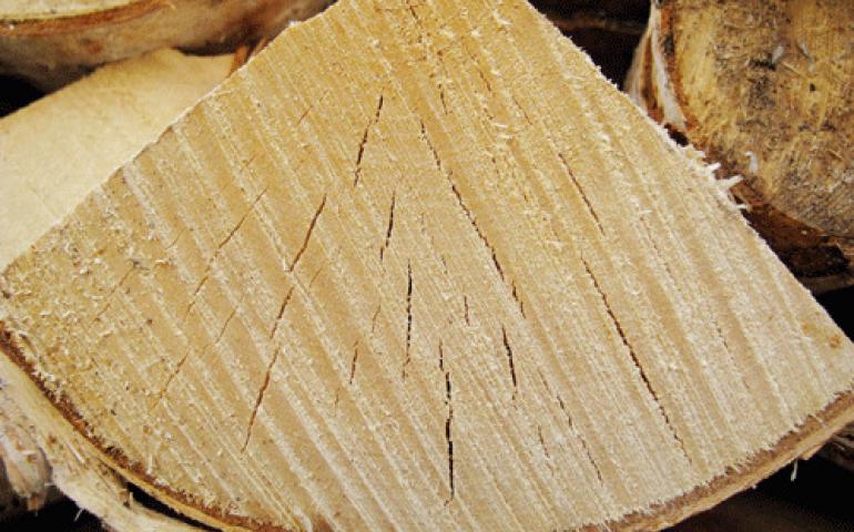  A split birch log develops cracks through which moisture escapes. Ned Rozell photo.