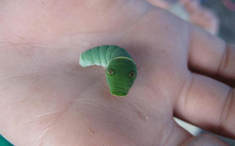  Garrett Ast of Eagle-Vail, Colorado, found this caterpillar with false eyes at Alaska’s Quartz Lake this August. Ned Rozell photo.
