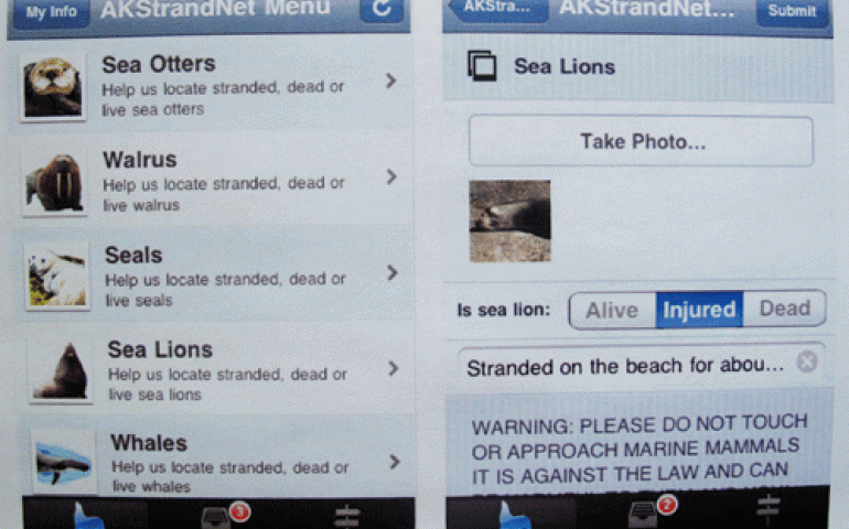 The screen images of a new iPhone application that will allow people to alert experts to marine mammals washed up on Alaska's shores. Ned Rozell photo.