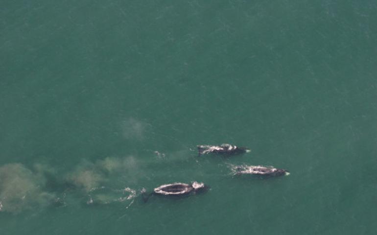  Three bowhead whales feeding north of Barrow on large concentrations of krill. NOAA photo by Craig George.