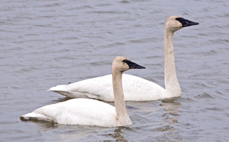  Trumpeter swans, a species that may find the Alaska of the future offers more of the ice-free days they need to hatch and raise their young. Photo by Donna Dewhurst, U.S. Fish and Wildlife Service. 