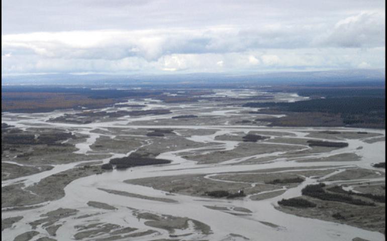  A section of the Tanana River that is “boiling with fish” in the fall. Biologists recently identified this area as the spawning grounds for many whitefish. Photo by Randy Brown