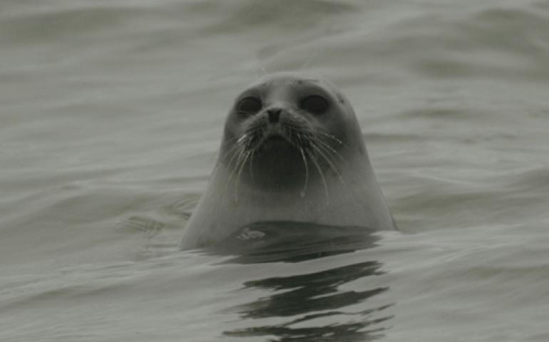  Ringed seals are master divers that can stay submerged in icy waters for longer than 30 minutes. Photo by Craig George.