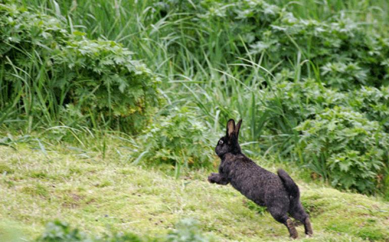 A European rabbit on Poa Island. Photos by Steve Ebbert, U.S. Fish and Wildlife Service. 