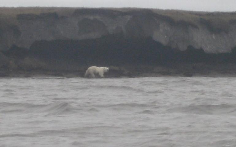  A polar bear that pursued Stacey Fritz and Ryan Tinsley as they were on a canoe trip to research DEW Line sites. Photo by Stacey Fritz. 