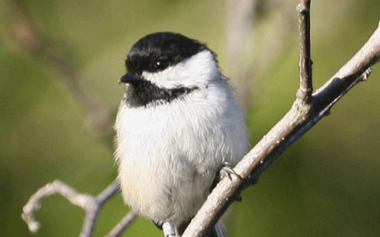  A black-capped chickadee. Photo by Donna Dewhurst, US Fish and Wildlife Service.
