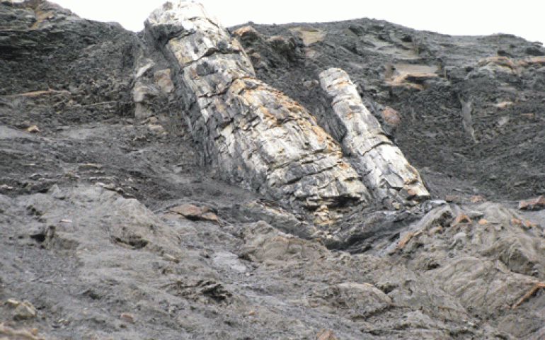 The twin stems of a 55-million year old fossil tree resting in the soil near Sutton, Alaska. Photo by Chris Williams.