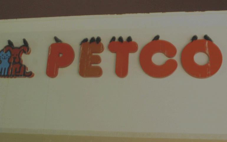 Ravens sleeping in town on a midwinter Fairbanks evening. Photo by Ned Rozell.