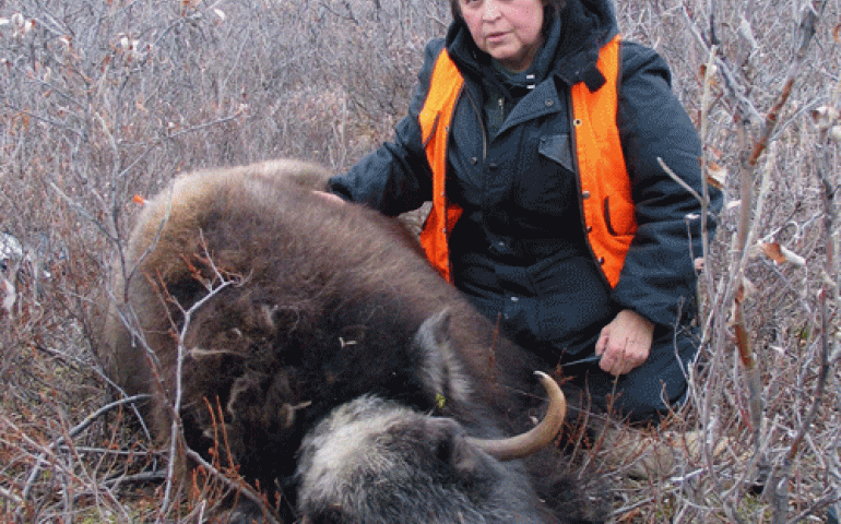 Patricia Reynolds with tranquilized musk ox. Photo by Harry Reynolds.