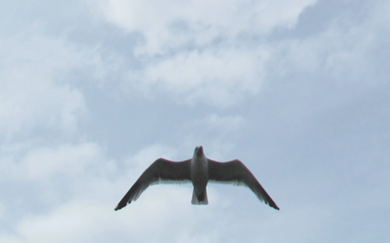 This gull swooped from its nesting site on the Yukon River to dive-bomb passing canoeists.