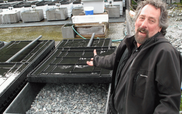 Hatchery manager Gary Martinek shows a “salmon incubator” at the Gulkana Hatchery, where many Copper River red salmon are born. Photo by Ned Rozell