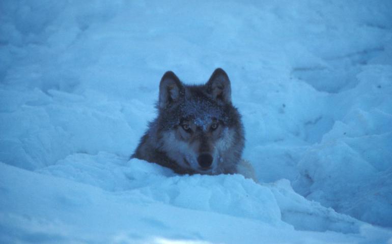 An Alaska wolf on the Kenai National Wildlife Refuge.
