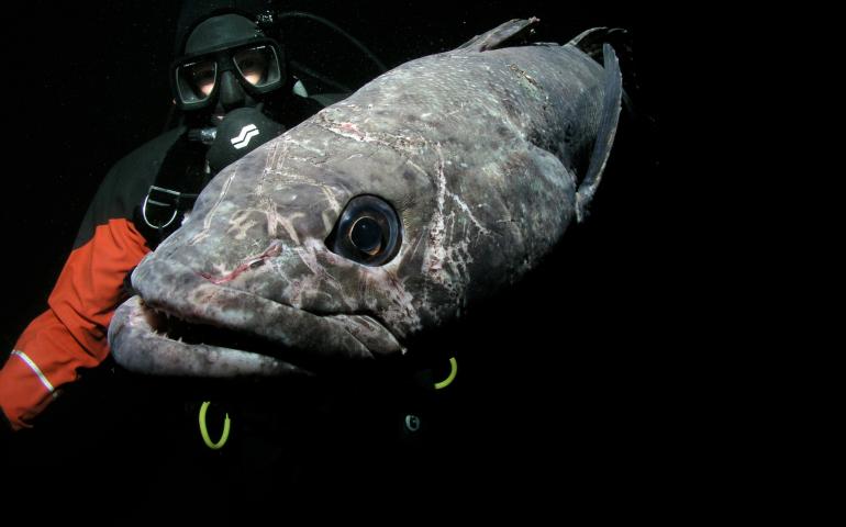 Kristin O'Brien studying an icefish in the dark cold Southern Ocean. 