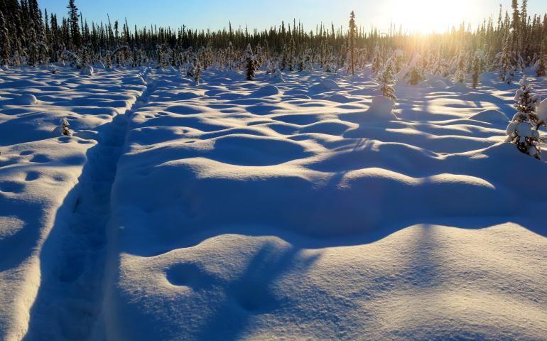 A trail designated for dog walking offers the straightest line, just more than one mile.