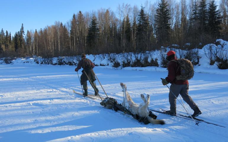 The wolf carcass being towed over the snow.