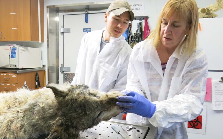 The wolf lies on a metal table, its white legs and massive paws hanging over the edge. Kimberlee Beckmen, wildlife veterinarian, wears a white lab coat and purple gloves.