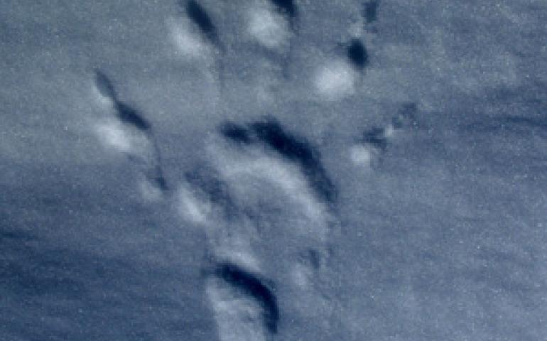 Wolverine footprint in the snow. 