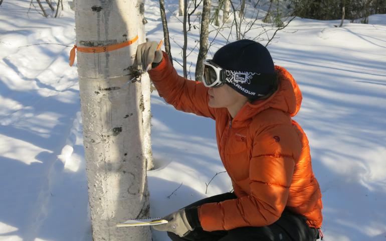 Wearing a military-type packframe that holds her data-downloading devices in a square plastic carton, Young kneels to squint at the silver band encircling a birch tree at waist level.