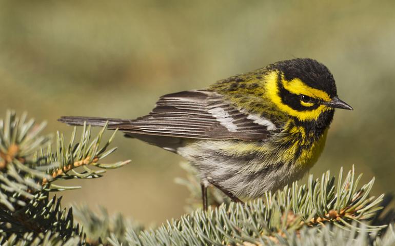 A warbler perching on a spruce branch.