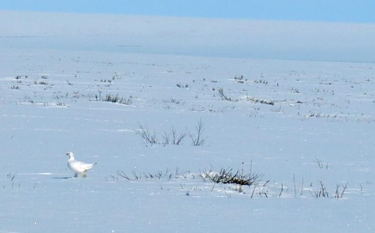 A ptarmigan near the Itkillik River on Alaska's North Slope.
