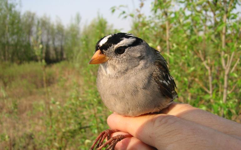 A white crown sparrow that researcher Niels Rattenborg captured in south Fairbanks.