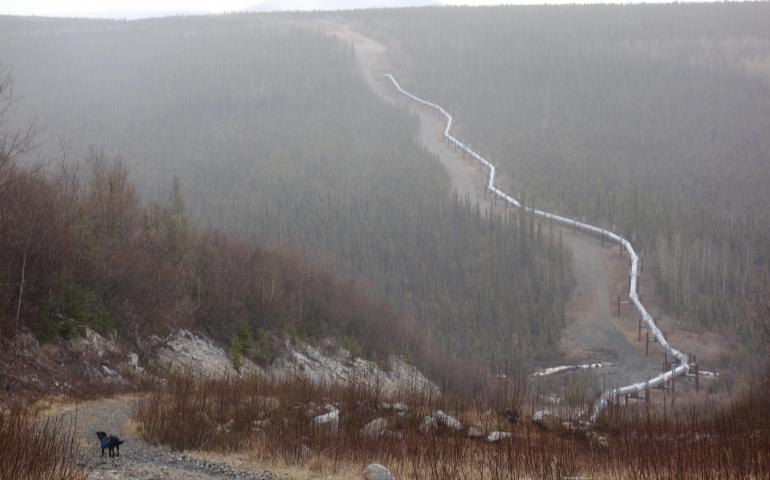 Cora the dog descends into Haggard Creek on the path of the Trans-Alaska Pipeline. Photo by Ned Rozell