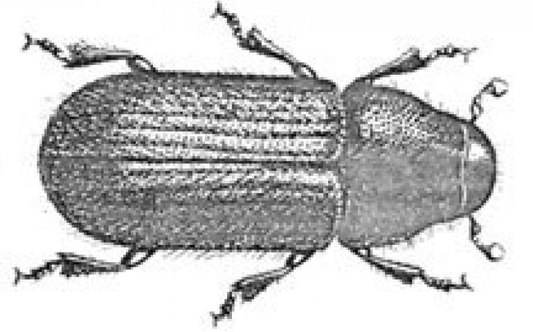 Adult Bark Beetle
