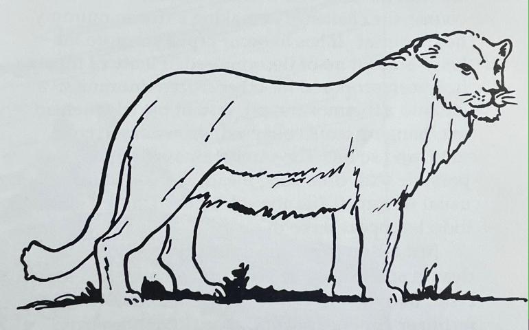 Dale Guthrie’s drawing of an ice-age lion that lived in Alaska. From Blue Babe: The Story of a Steppe Bison Mummy from Ice Age Alaska by Mary Lee Guthrie.