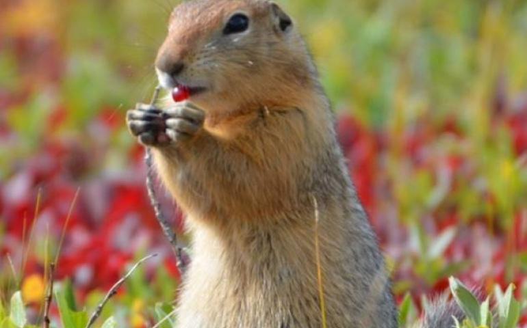 An arctic ground squirrel eats a berry on Alaska’s North Slope. Photo by Cory Williams.