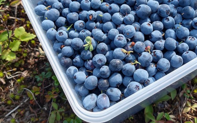 Bog blueberries Zuzana Vaneková picked when she visited Alaska recently fill a plastic container. Photo by Zuzana Vaneková.