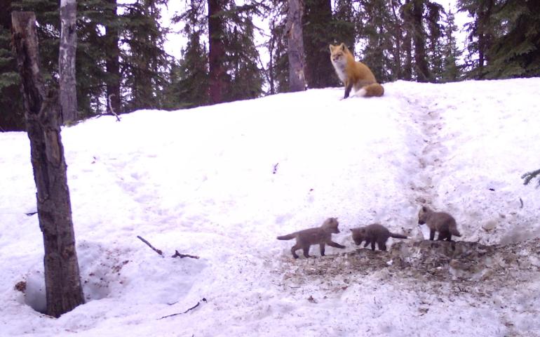 Three fox kits emerge from their birthing den while a parent fox watches from above in Interior Alaska. Photo by Ned.