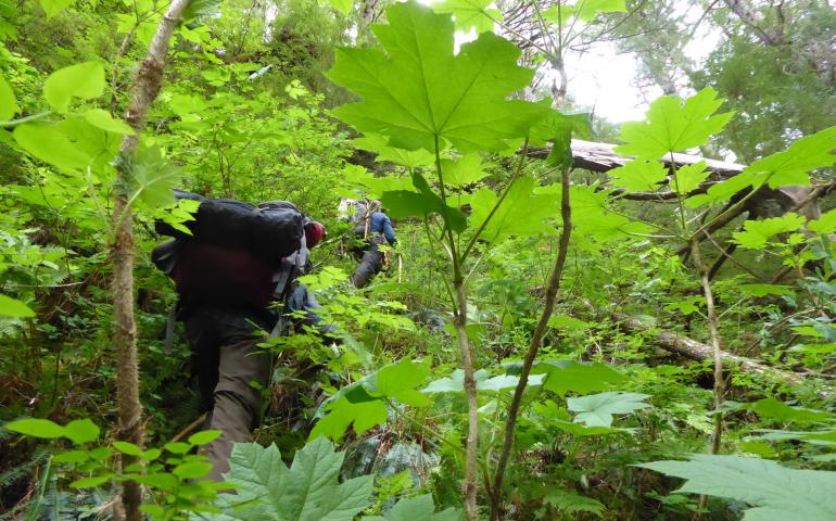 Scientists climb a steep hill through the rainforest of Southeast Alaska north of Lituya Bay. Photo by Ned Rozell.