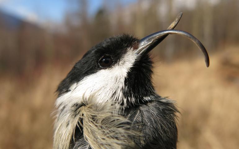 A black and white bird with a long and curved beak