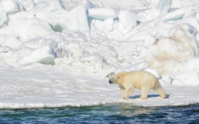 A polar bear photographed north of Alaska in 2014. Photo by Brian Battaile, US Geological Survey.