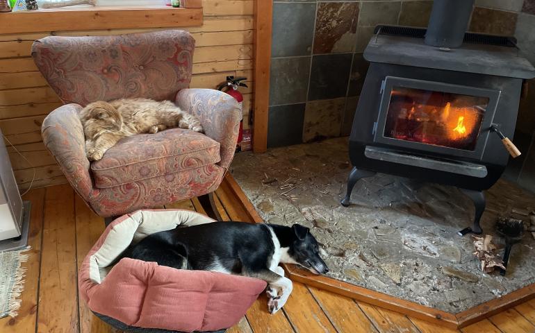An orange tabby cat sits in a chair, and a dog lies in a dog bed on the floor near a wood stove.